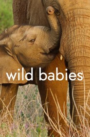 serie wild babies : petits et sauvages en streaming